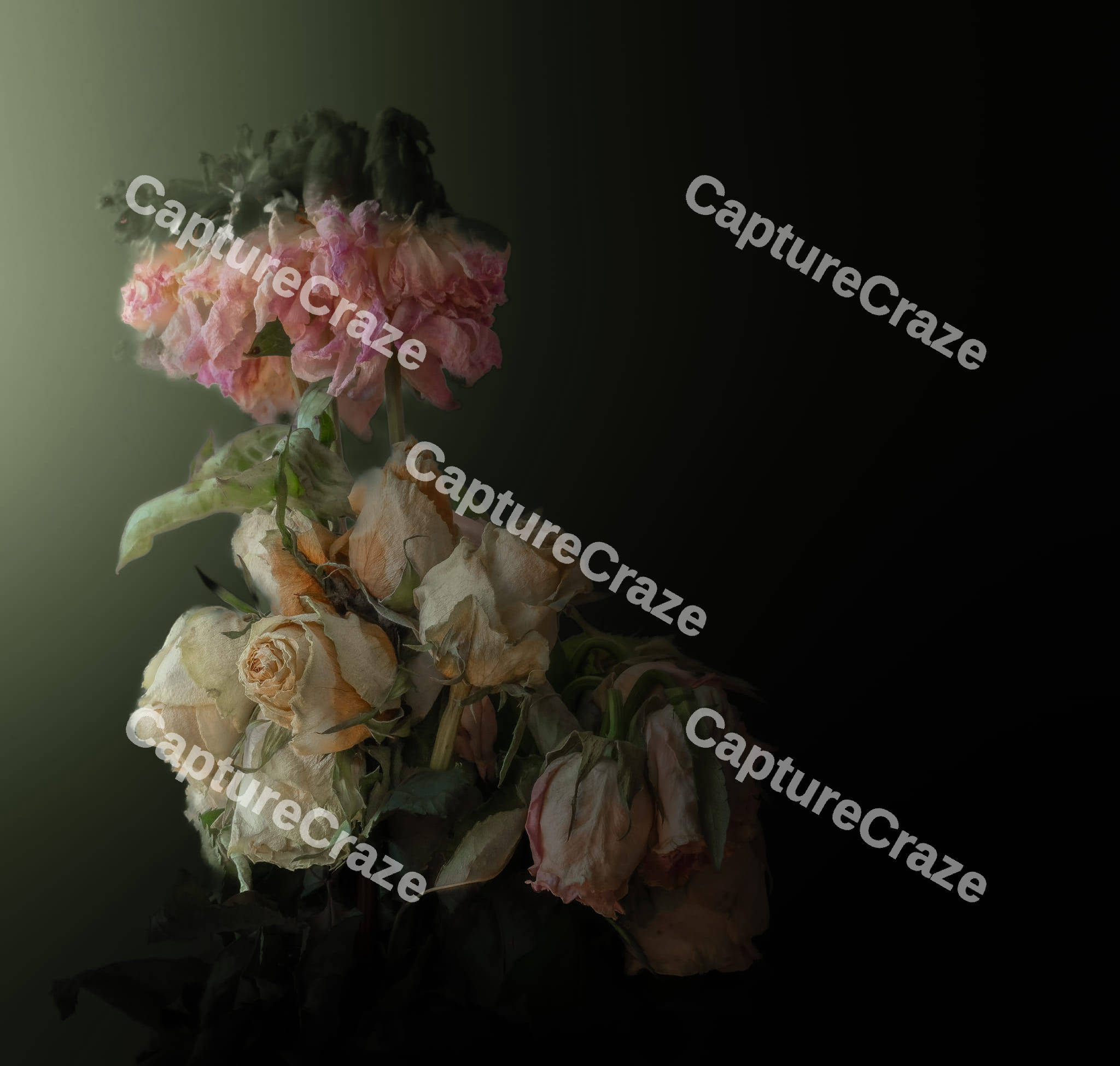 Dried White and Pink Roses